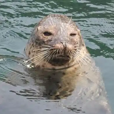 ぬ。