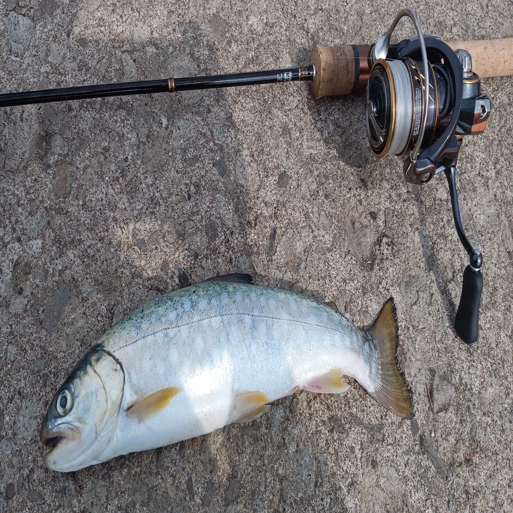 北海道ならではの魚、アメマスの釣り方のすべて！！80cmオーバーも