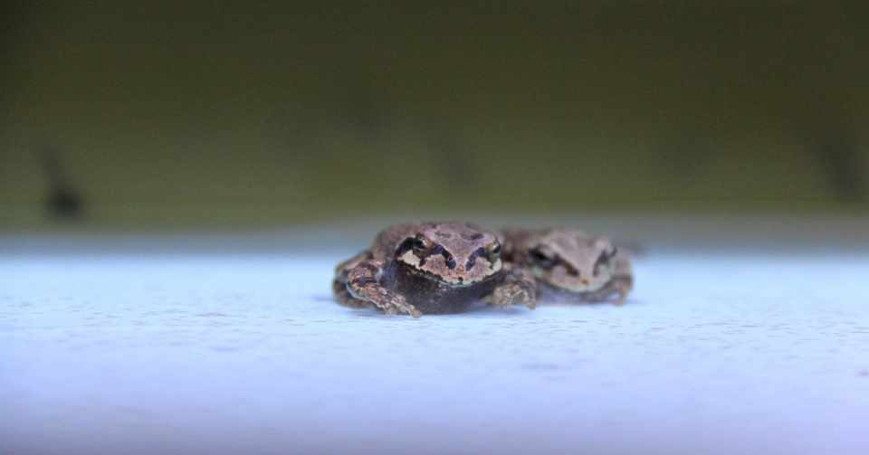 フクシマからの報告 19年春 原発事故から8年 カエルの産卵地も除染で破壊 消えゆく事故前の山村風景 烏賀陽 うがや 弘道 Hiro Ugaya Note