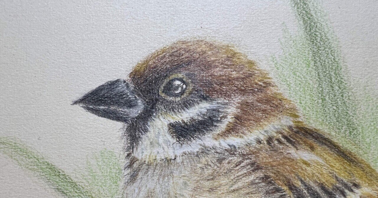 鉛筆画 雀 スズメ 関岡 東生 | 《スズメ（雀）》 他の#小鳥 の大きさを説明するの