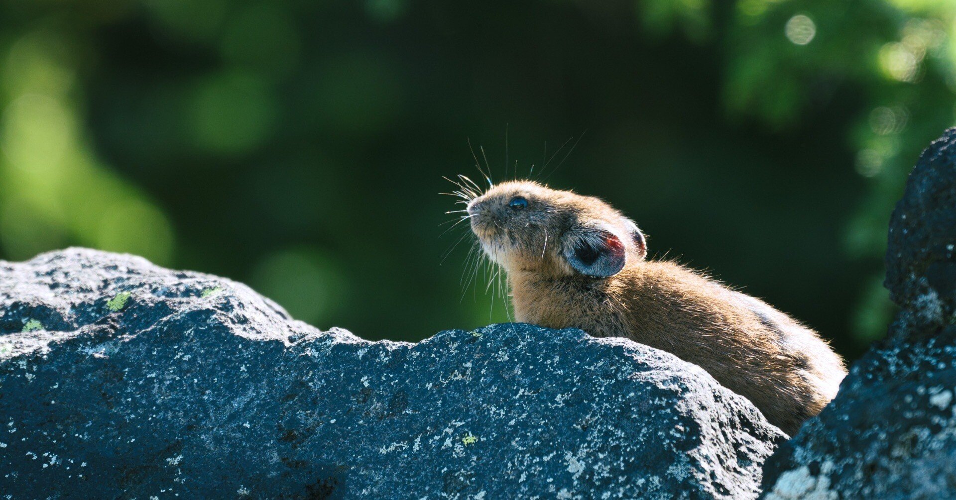 草木と小さな動物 子どもの本-商品詳細｜新日本出版社