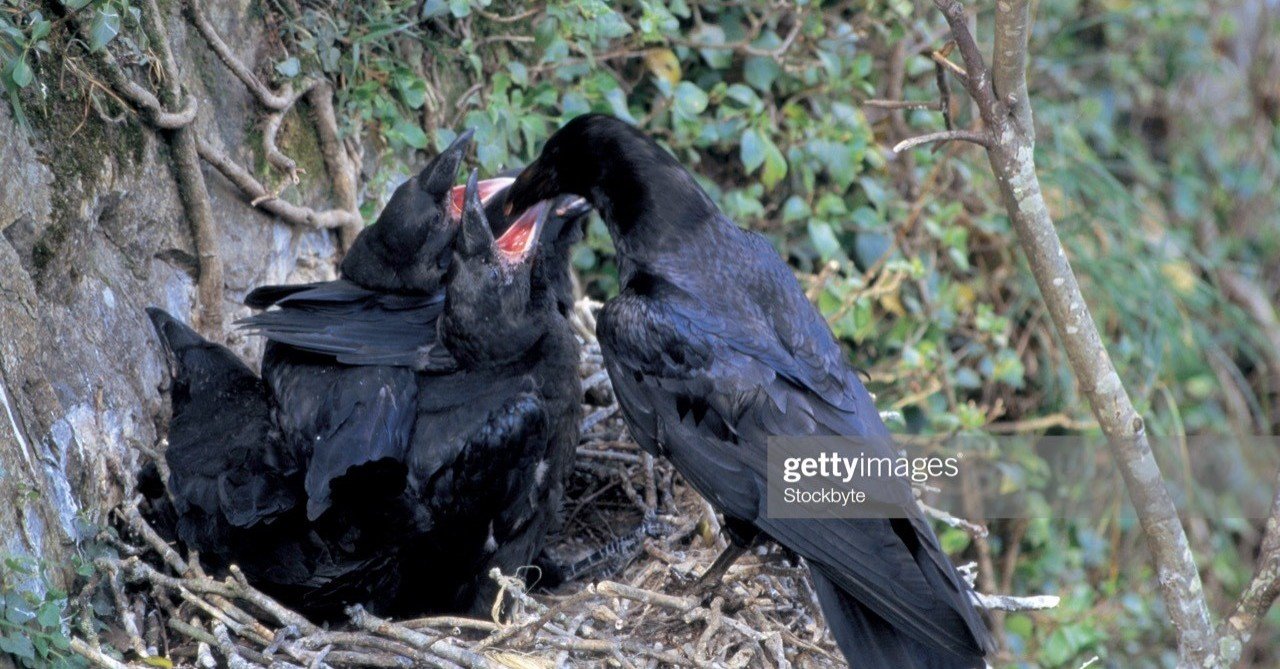 第7回 カラスの営巣 翆野 大地 Note 第7回 カラスの営巣 翆野 大地 Note