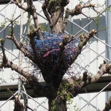 第207回 カラスの営巣｜翆野 大地
