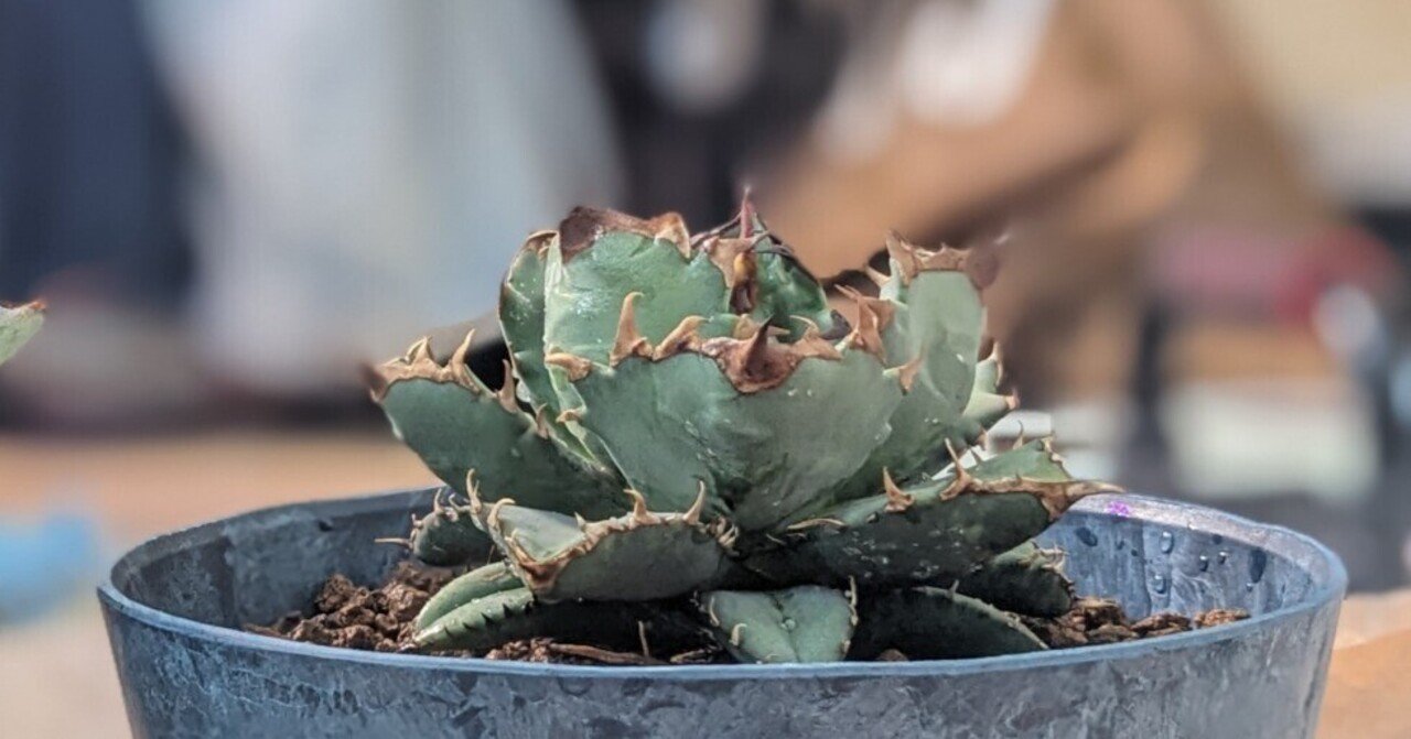 台湾ドラゴンアガベ産 アガベ チタノタ 麻花 agave Twist Dragon