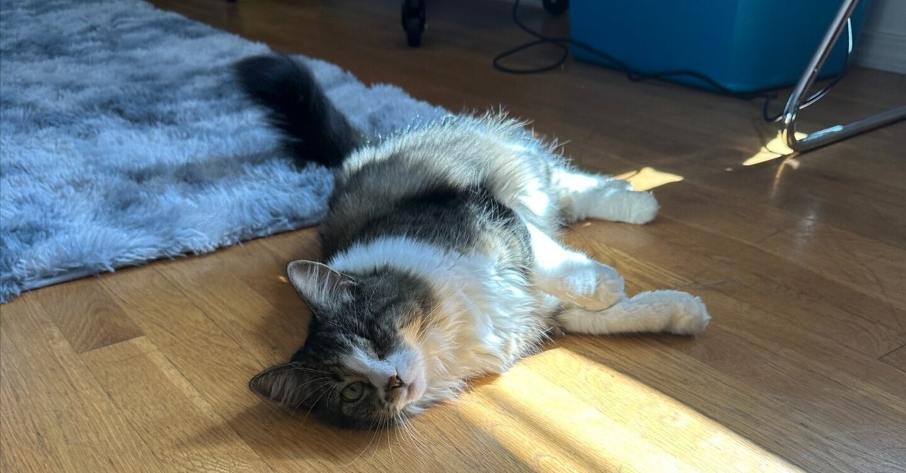 国境を超えて激かわにゃんこに出会ったシアトル【前田家の世界