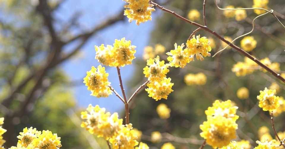 四葉のクローバー はやしりえこ Note