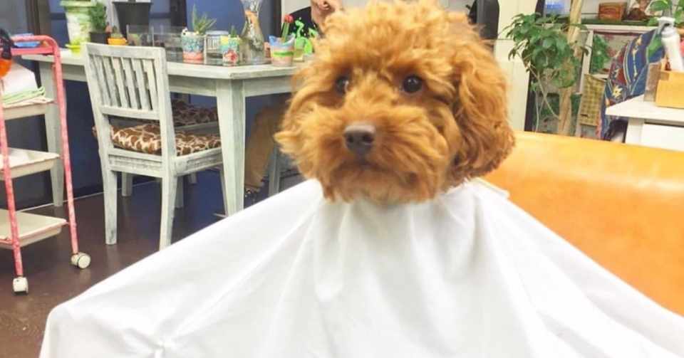 17 最近一人でフッと笑ったこと からあげとちょんまげ 藤川英樹 Hdk 株 モテル代表 美容師 トレイルランナー Note