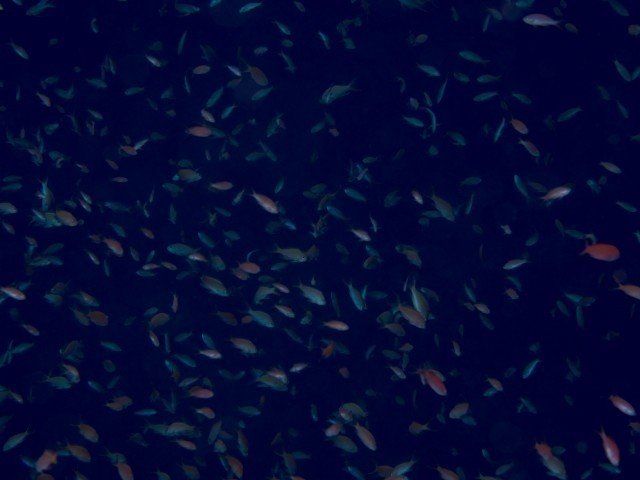 沖縄石垣島の海のカラフルな魚たちがまるで夜空に流れる星のように舞っていた