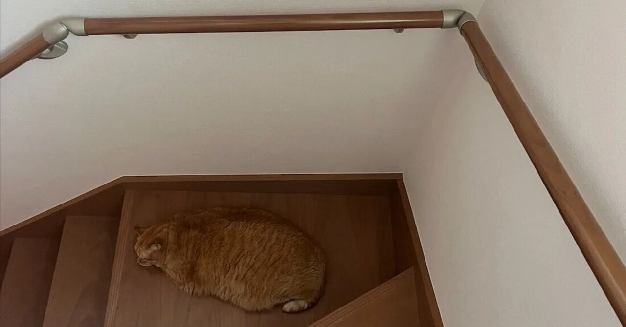 階段で寝ていたら保護色になってしまった茶トラ猫さん、あまりの同化っ