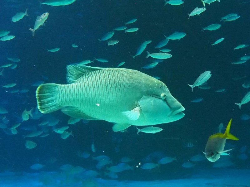 No 13 サンシャイン水族館 あり Note