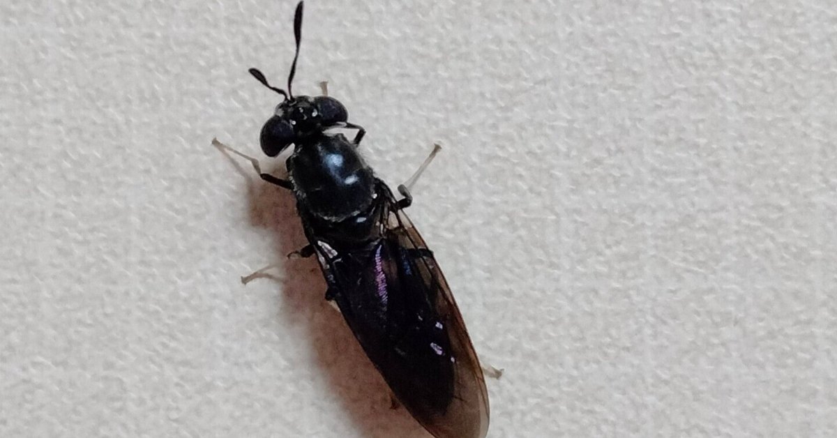 便所虫 トイレのタイル張りの床にぽつぽつと黒いものが‥ : 昆虫ブログ