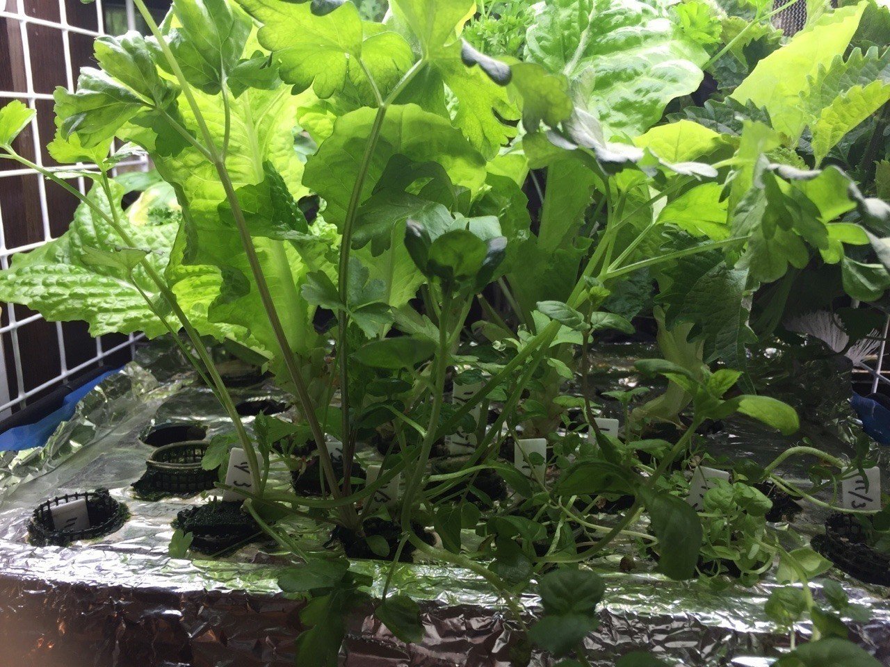 家庭菜園室内14 12 18 また サンチェが生えてきた グリーンファーム内のバジルの根っこが凄いため 差し替えのための挿し芽を準備 Dss Note