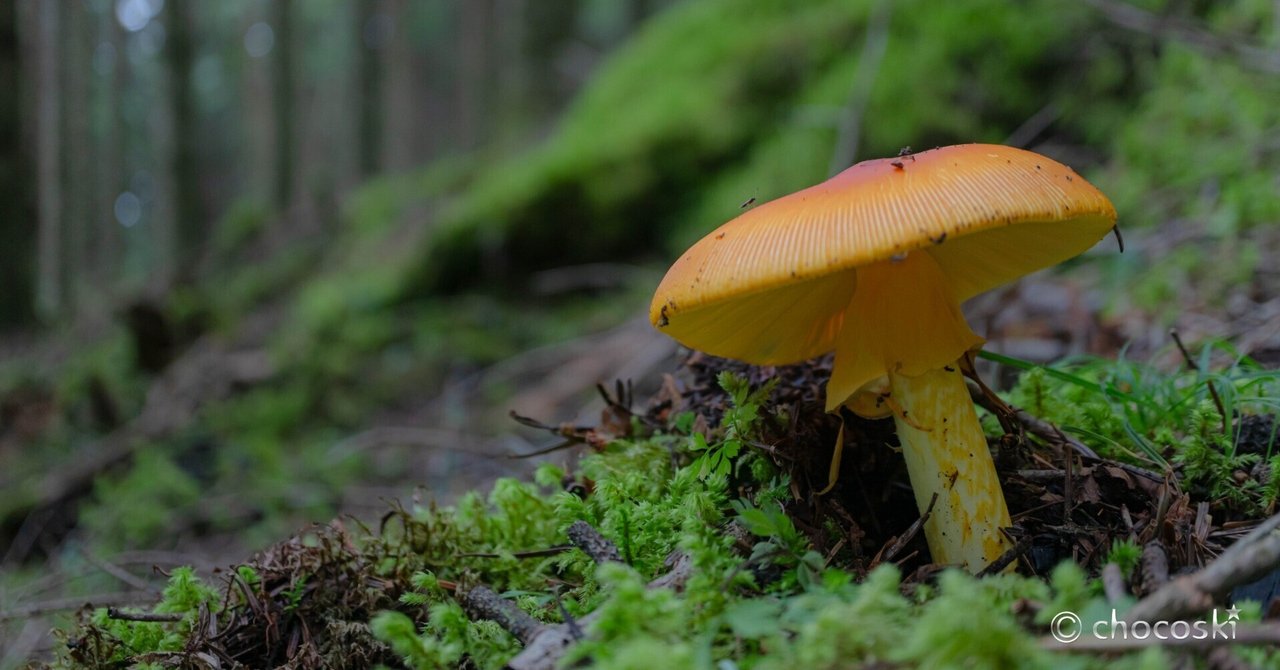 きのこ散歩＊2023/9/11起きて5秒で決めた富士山行き・その3