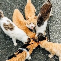 第３３回 植物ライフで言いたい放題 競うとラットレースというお話 Tomohito Note