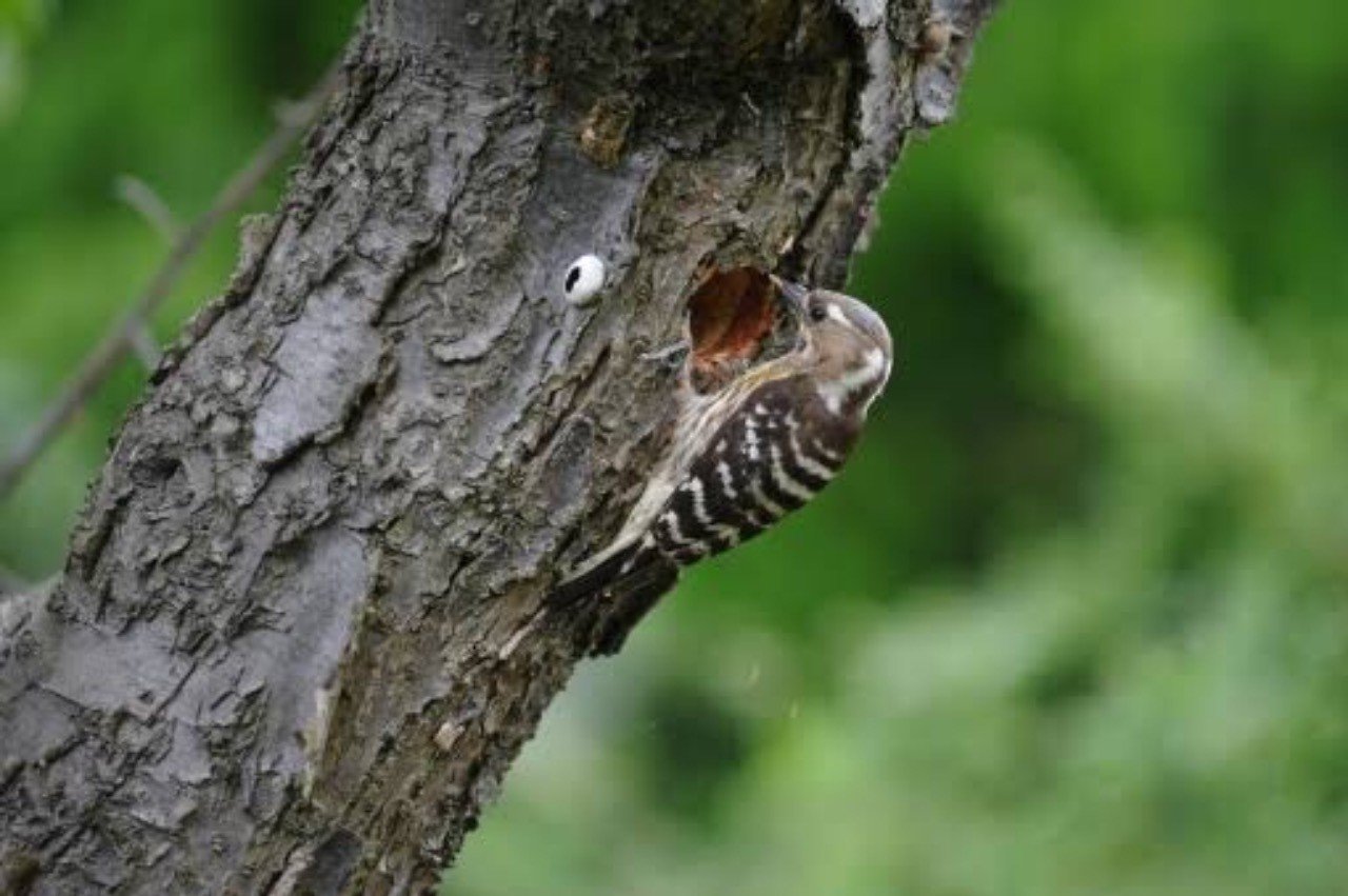 第8回 キツツキのドラミング 翆野 大地 Note