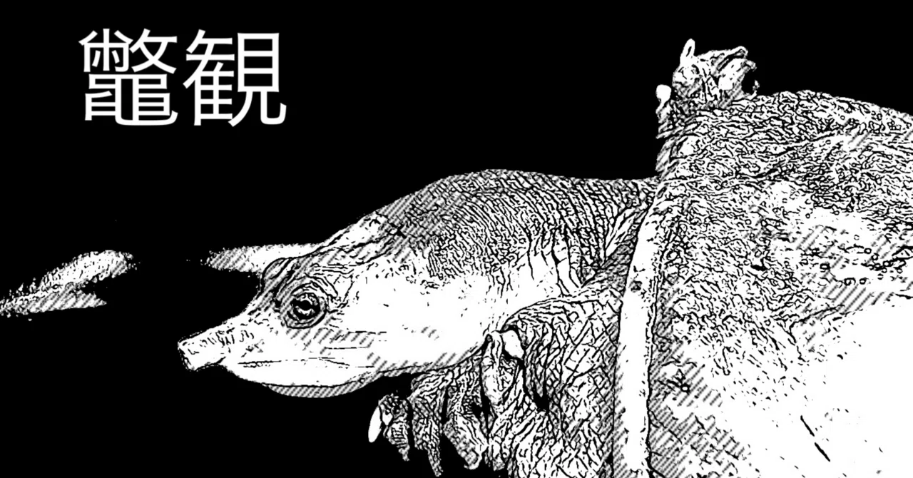 スッポン観｜R