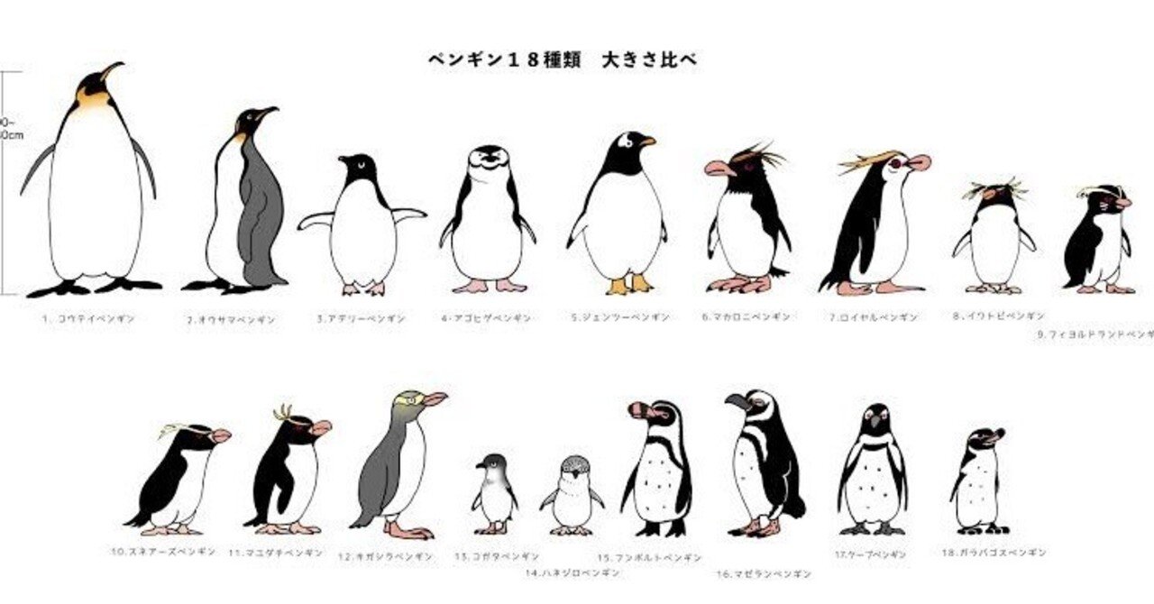 飛べないペンギン 第2677回 色んな鳥の分別 ⑷｜翆野 大地