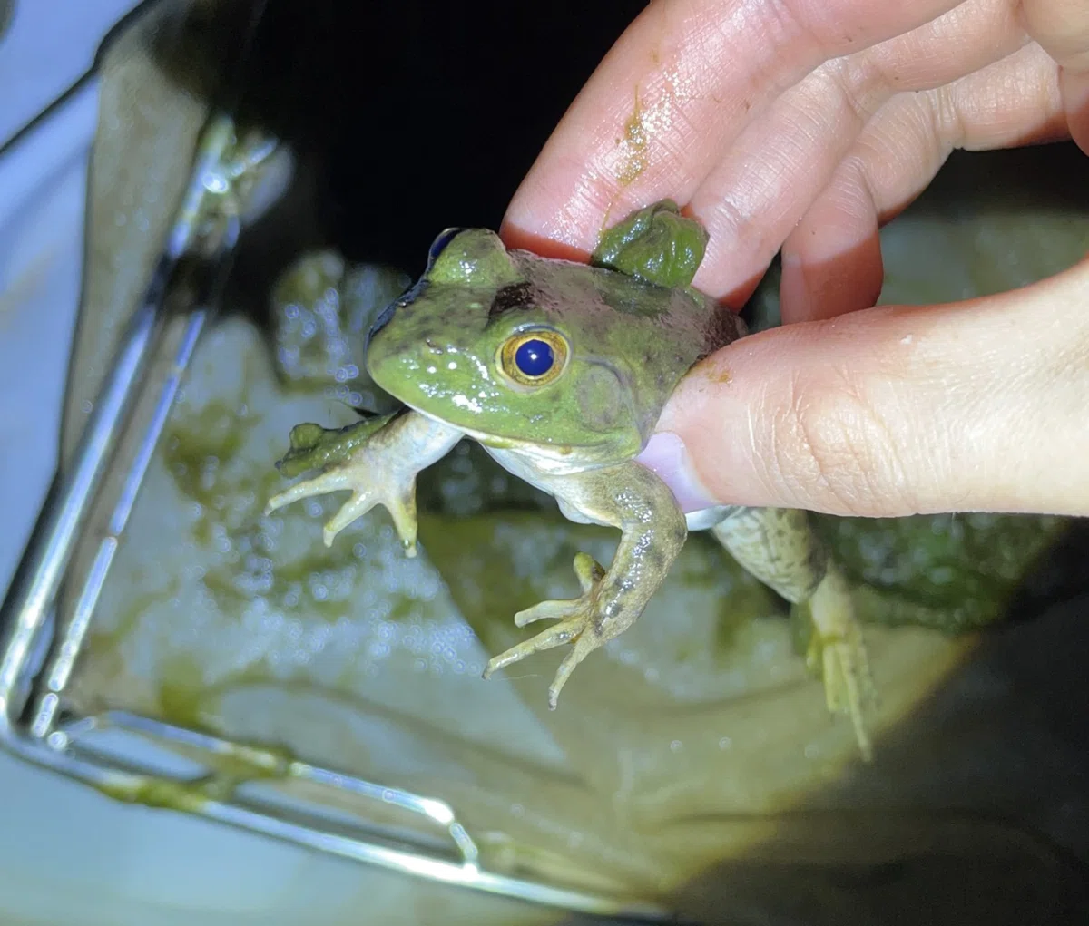 タライビオトープにウシガエルが侵入した際の記録と考察|トモロウ