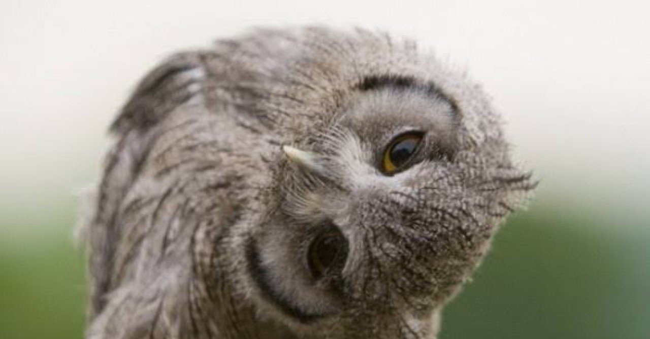 第209回 不思議なフクロウ｜翆野 大地