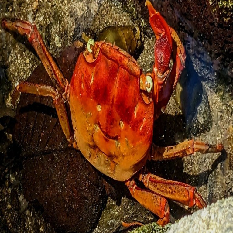 サワガニの微笑み｜燿 (hikari)