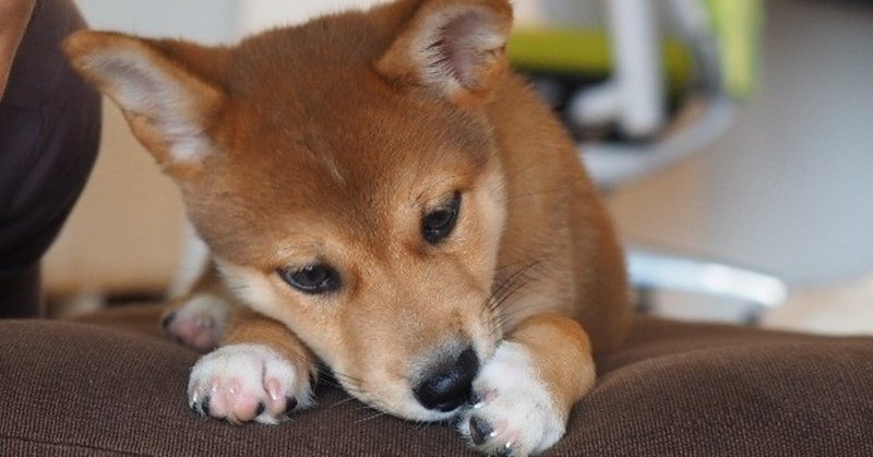 ７ 捨てられる犬 拾われる犬 中村安希 Note