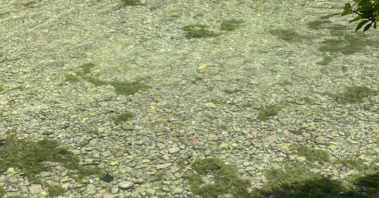 【俳句幼稚園】秋の雑詠〜秋暑し・水澄む・赤蜻蛉〜｜Sazanami