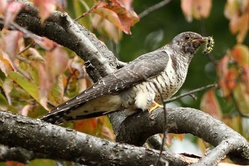 しまえ て 意味 ホトトギス 鳴か 殺し なら ぬ