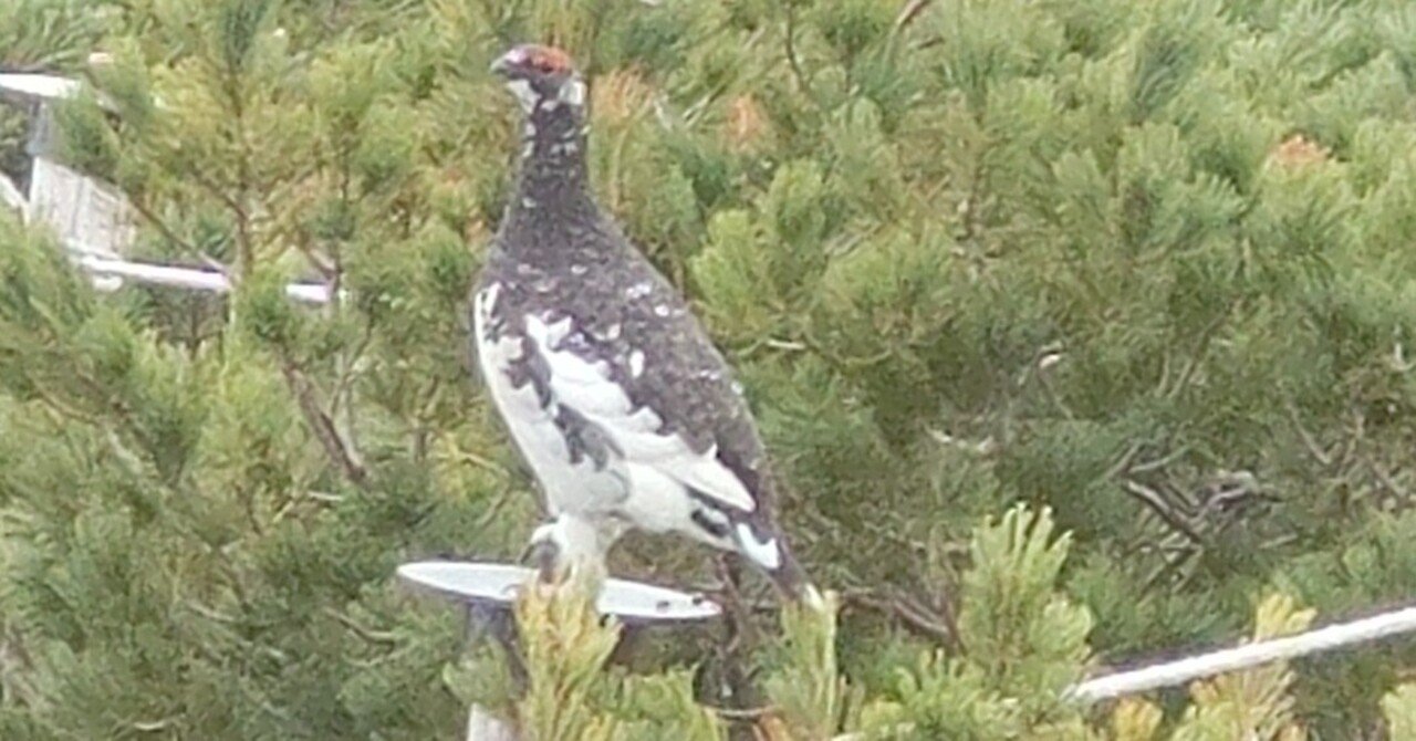 Q3.拡大版立山黒部アルペンルート】4．雷鳥と私｜青条