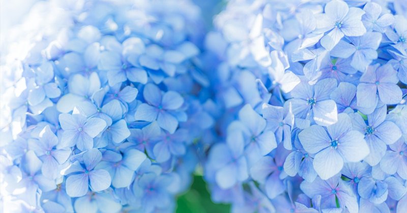 【夏】紫陽花～Hydrangea～