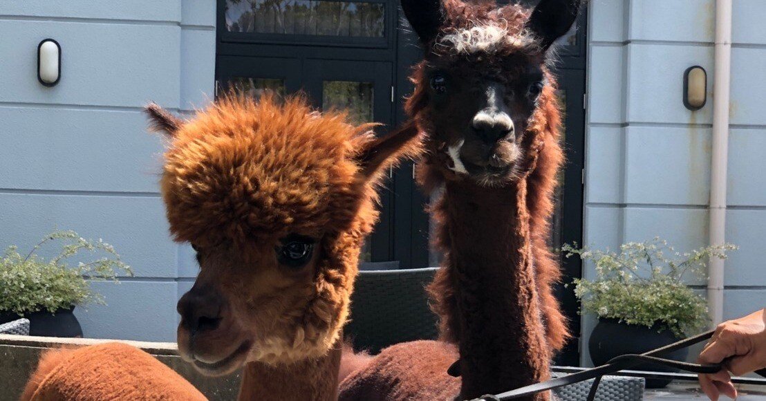 アルパカ屋★プロフ必読★ d59fd2fff72f2a7a0096255055cf2f