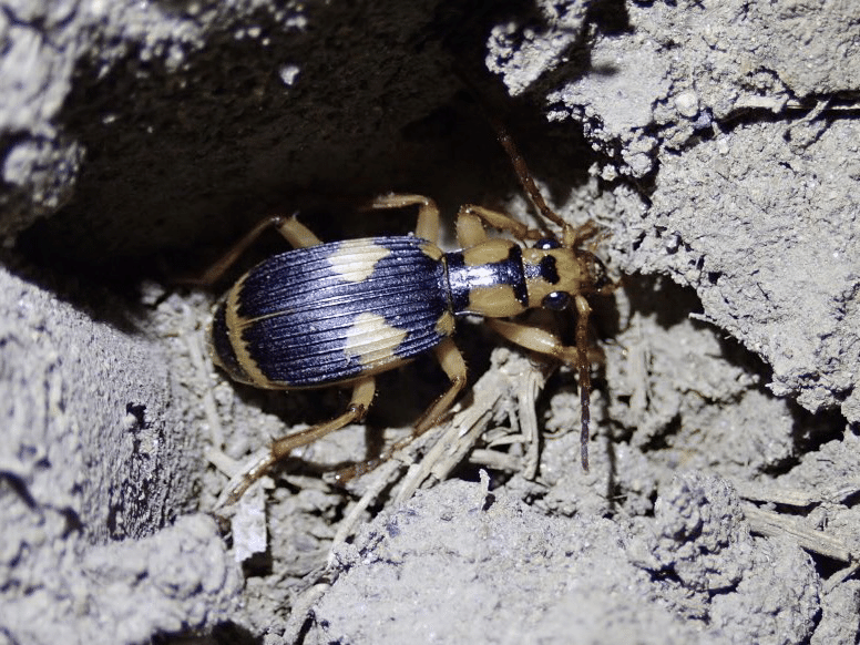 生物多様性の極地｜トモロウ