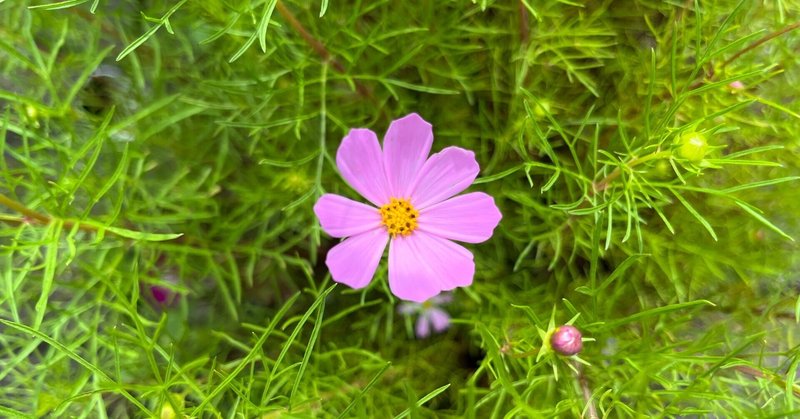 来年の夏は・・・