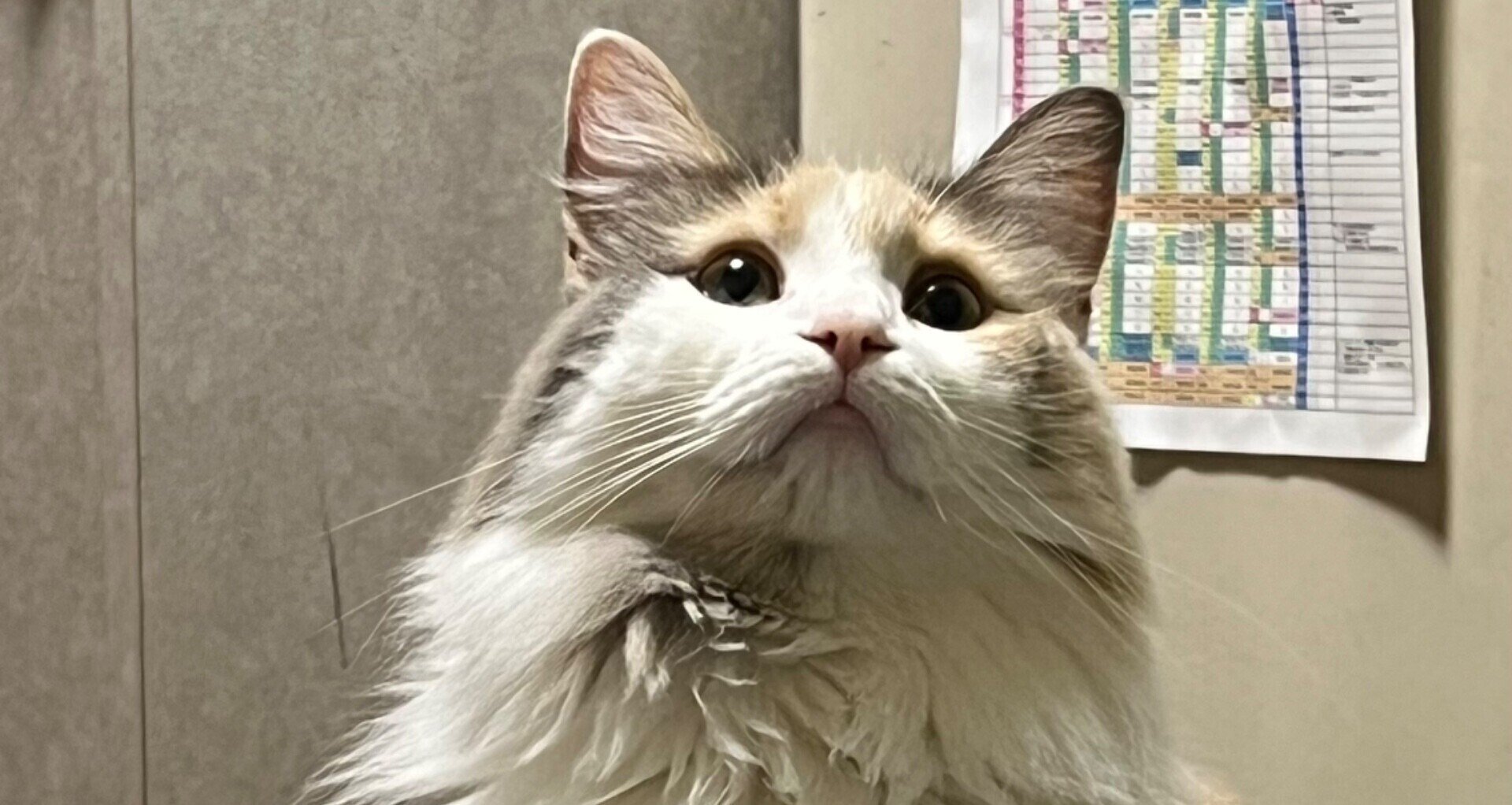 宇宙の応援プラン｜銀河 宇宙