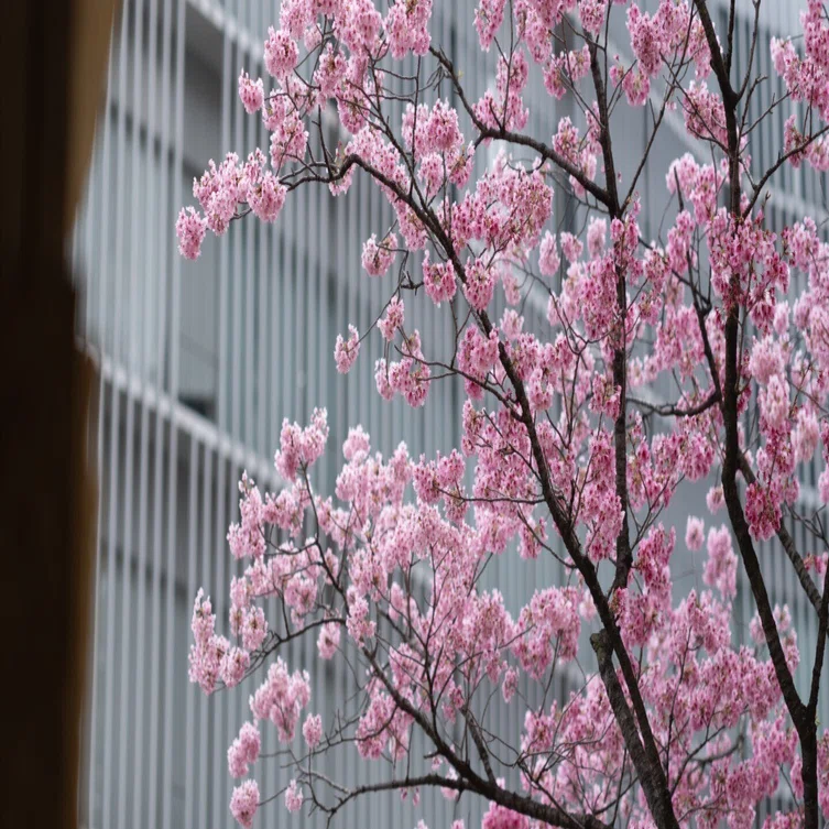 桜の色 / FUJIFILM GFX100S｜TAKU