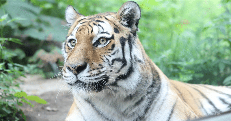 海外版マネーの虎にマルチ商法が登場、その結果は