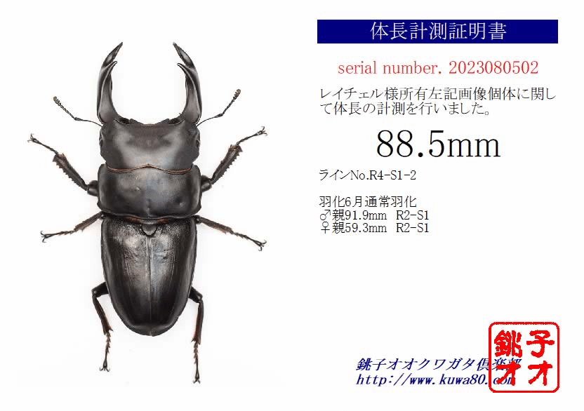 オオクワガタ特大78.6㎜ 初令幼虫採集個体 オオクワガタ特大78.6㎜ 初
