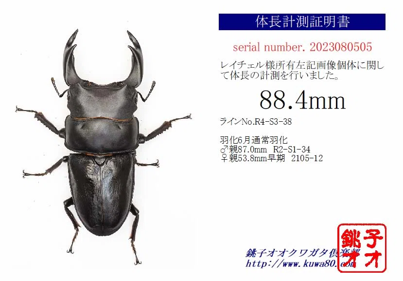 2022年度(再開1年目)羽化個体！88㍉UP｜レイチェル