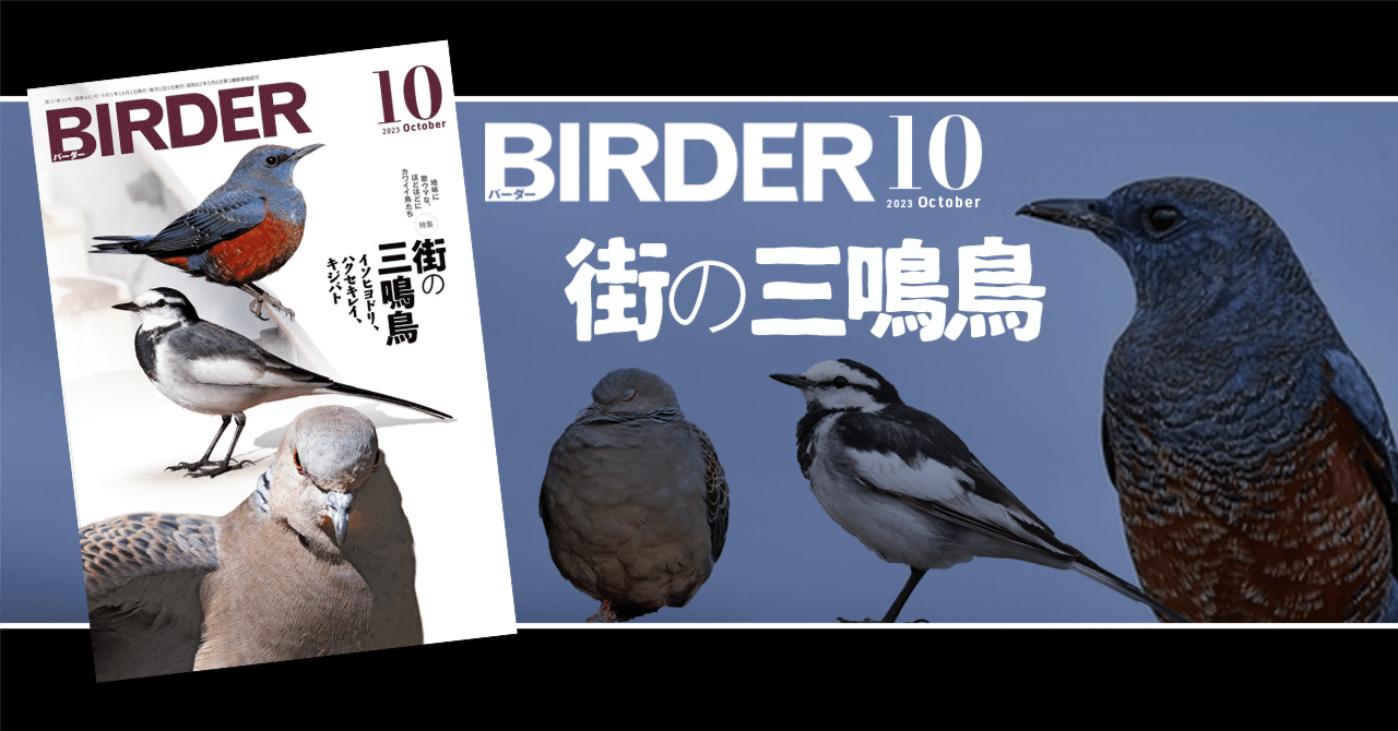 BIRDER10月号の見どころ｜ブンイチ（文一総合出版）
