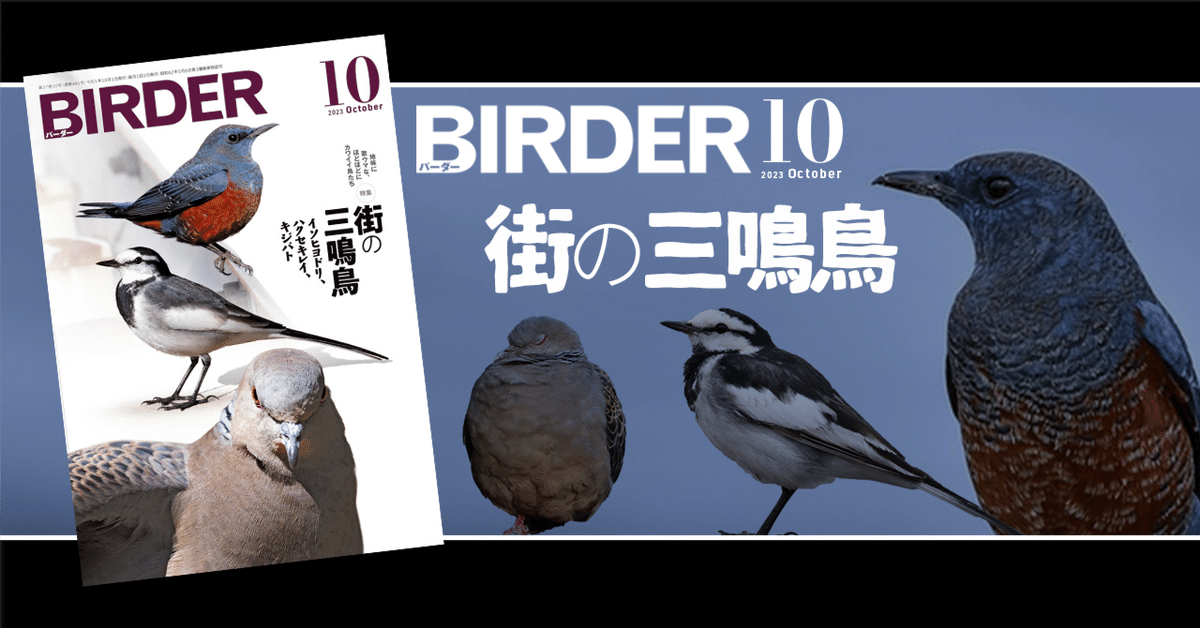 BIRDER 2023年1月号～ Hobby's World｜野鳥撮影やバード