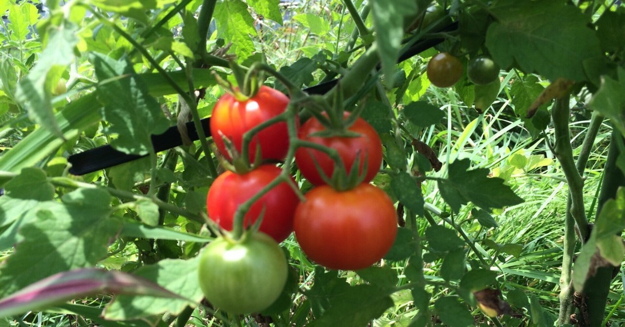 【農と生き方】トマトの「ははははな」の法則に学ぶ、自分の活かし方・育て方