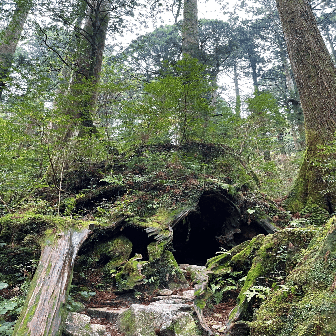 巨大な切り株の中へ 400年前の命の内部｜日日是吉日