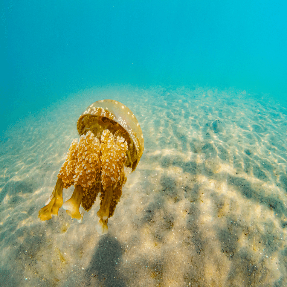 タコクラゲ，可愛いと思うのはダイバー特有？｜長崎ダイビングショップ