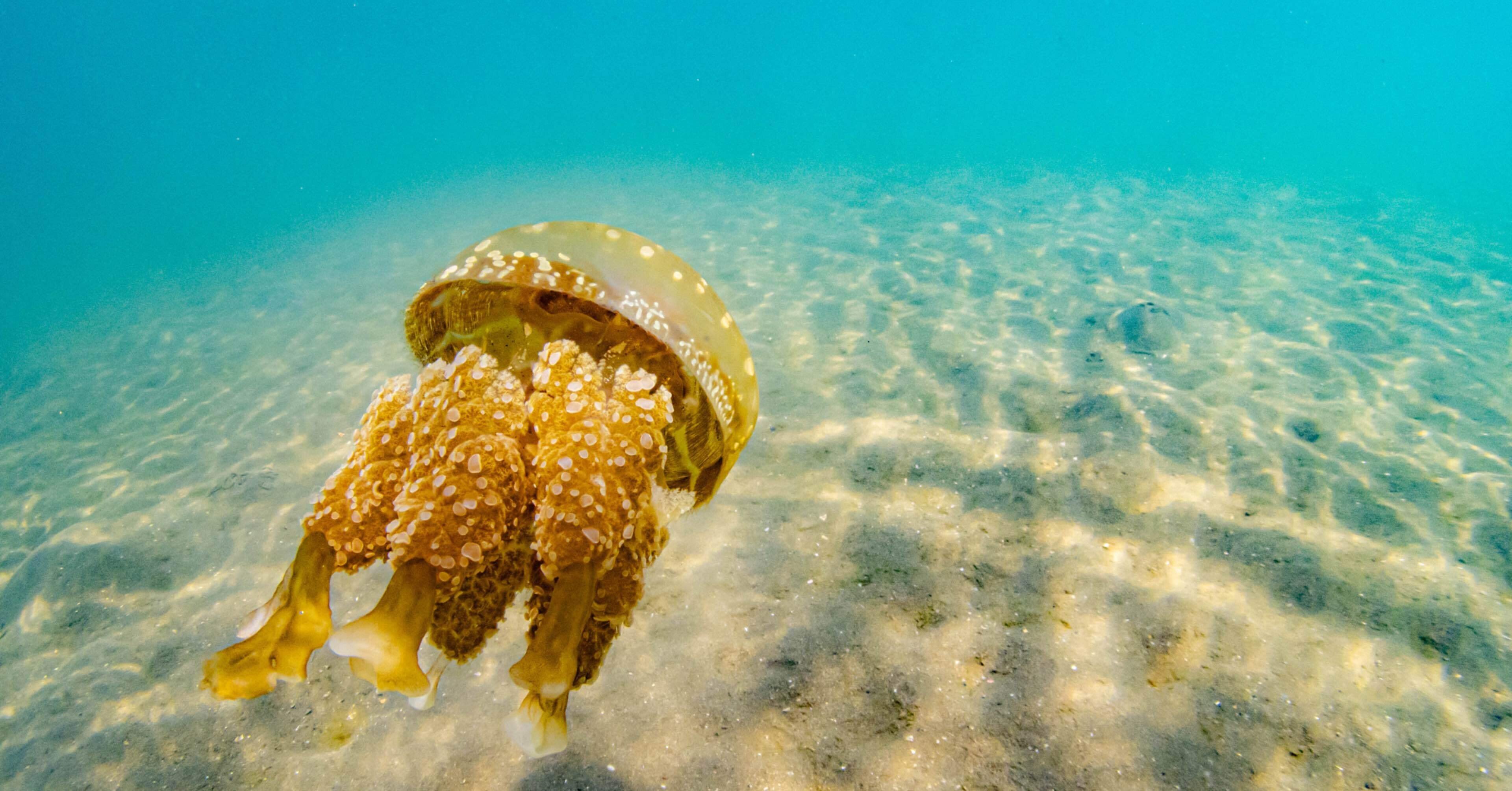 タコクラゲ，可愛いと思うのはダイバー特有？｜長崎ダイビングショップ