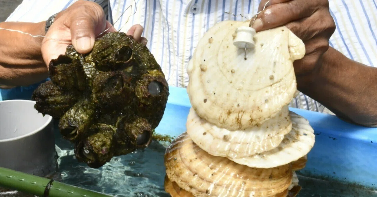 青森の味わい】珍味フジツボ 養殖へ着々｜とうほく未来Genkiプロジェクト