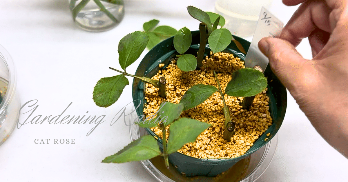 夏用挿し穂 🌱挿し芽&挿し木🌱でふやそう🙋｜🍀GreenSnap（グリーンスナップ）