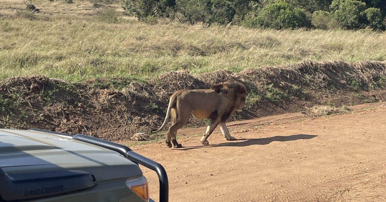 ライオンはやっぱり王だった【世界一周154日目】｜コージー