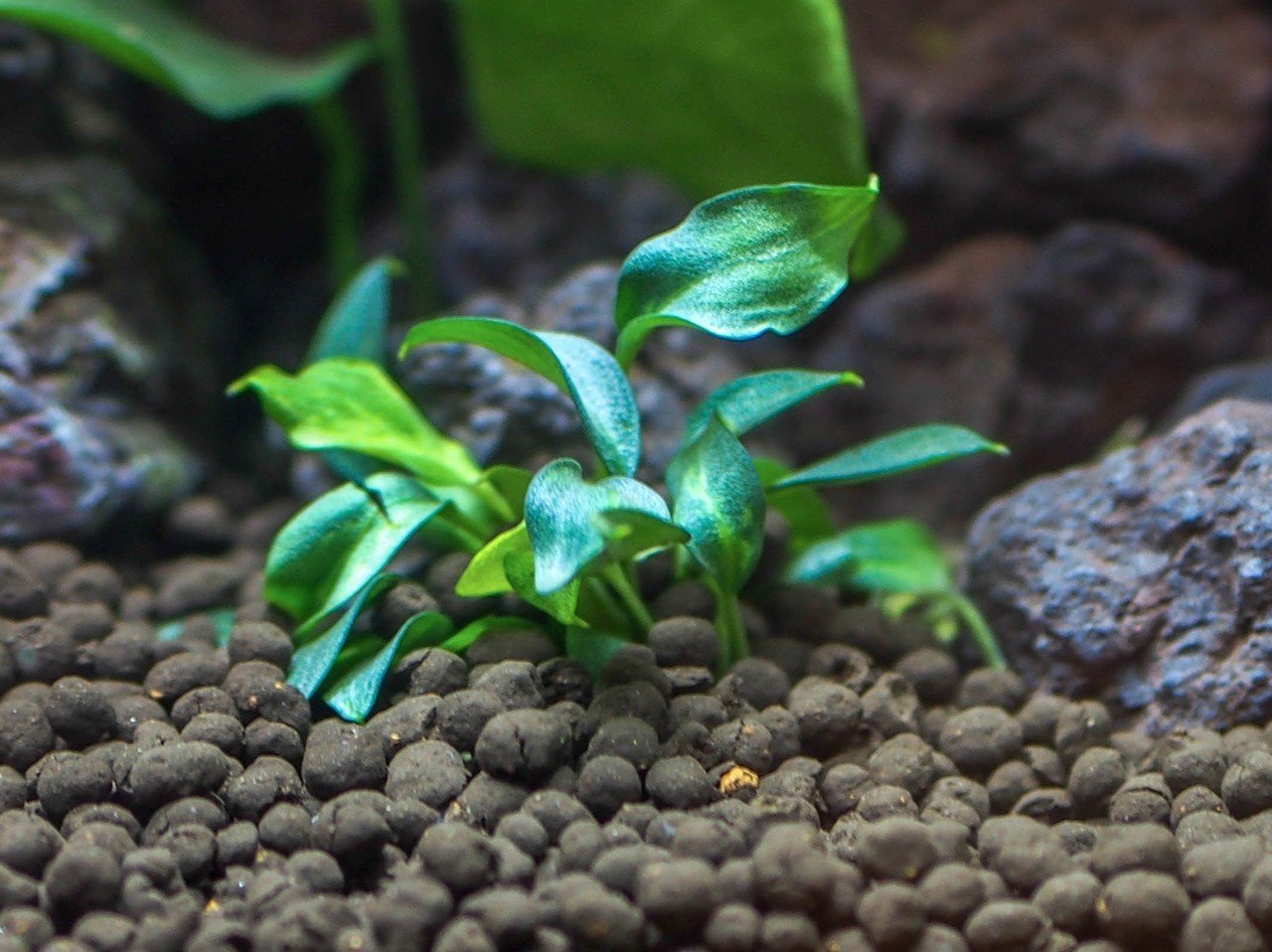 はじめてのアクアテラリウム水槽【その2：お金（総額約5万円）編