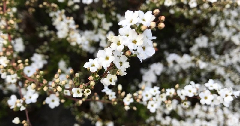 どんな花が咲くかは、あなた次第。