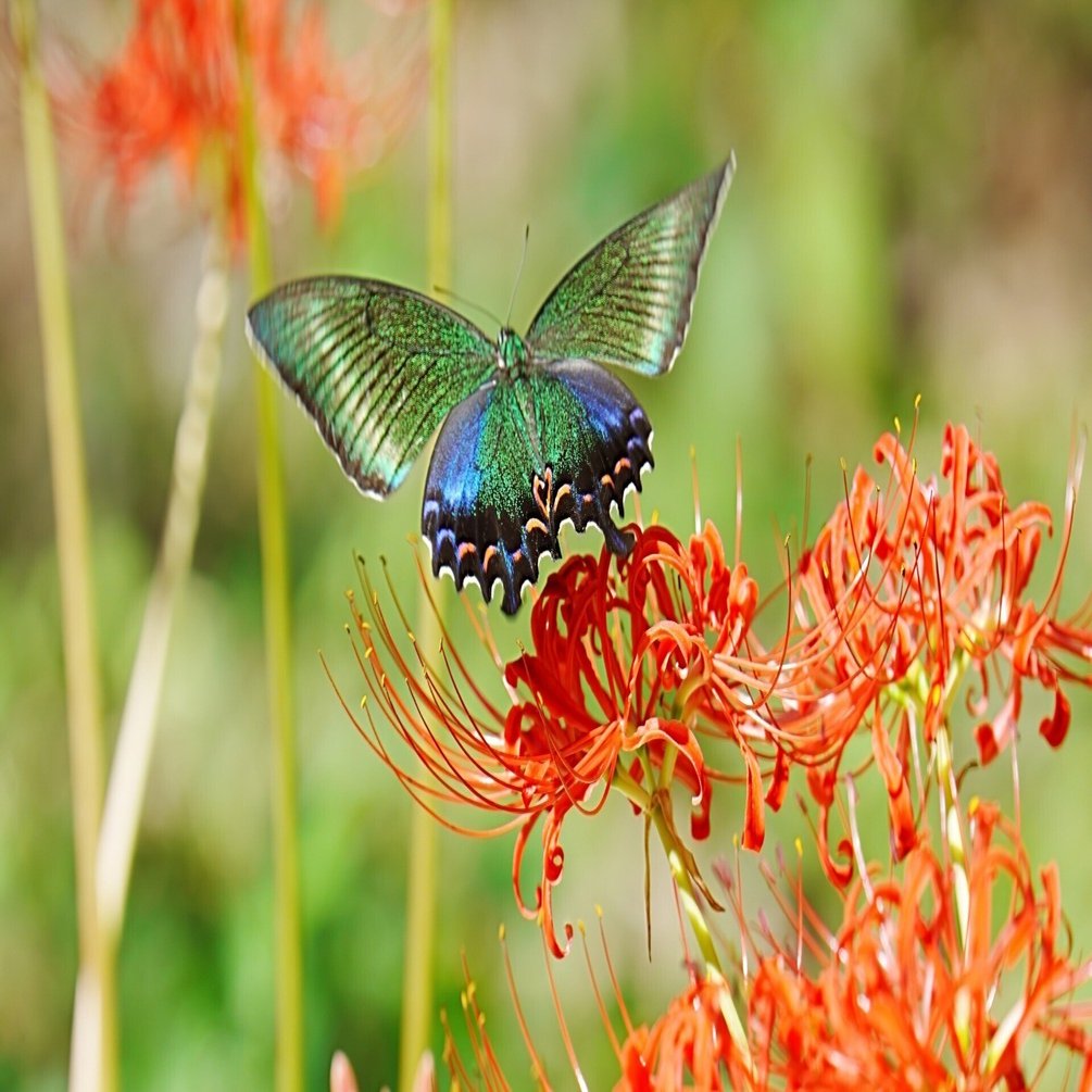 曼珠沙華とミヤマカラスアゲハ｜Miya