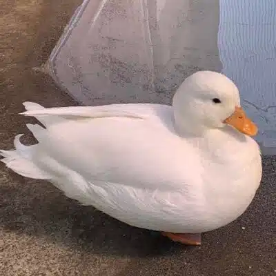 あひるの園庭